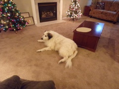 KODAK Digital Still Camera