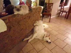 KODAK Digital Still Camera