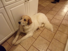 KODAK Digital Still Camera