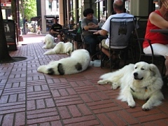 Dog Row at the Rock Bottom