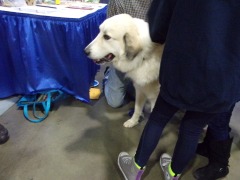 KODAK Digital Still Camera