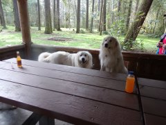 KODAK Digital Still Camera