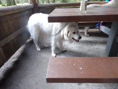 KODAK Digital Still Camera