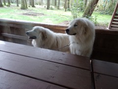 KODAK Digital Still Camera