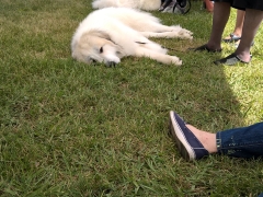 WP_20160520_11_10_04_Pro