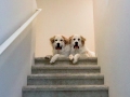 Charlie-and-Chloe-on-the-Stairs.Kristi-Zollars