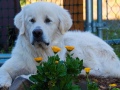 Koda.-Lynda-Olin