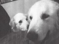 Lucy-and-Larsen-2