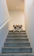 Charlie-and-Chloe-on-the-Stairs.Kristi-Zollars