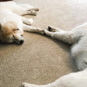 Charlie-and-Chloe-touching-paws