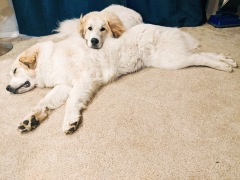 Charlie-and-Chloe.Kristi-Zollars