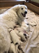 Paris-and-babies.-Kathy-Liles