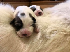 Paris-and-litter.Kathy_