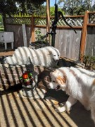 Will-and-Felkor.-win-Weaver