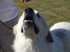 jasperdrool