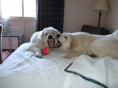 Jasper and sister at play