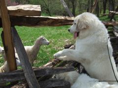 Pyr meets sheep