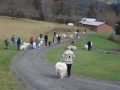 walk2.jpg