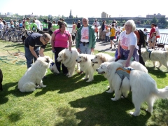 Doggie Dash 2012(2)