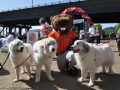 Doggie Dash with the OSU Beaver