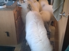 WP_20140330_07_28_30_Pro