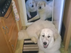 WP_20140330_07_34_52_Pro