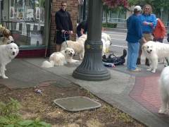 WP_20140614_12_33_00_Pro