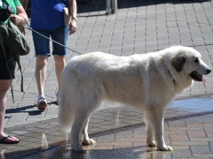 DSC_1309[1]
