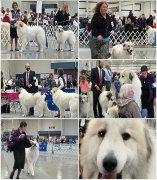 2017 Chintimini Kennel Club