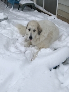 Bree-sitting-on-top-of-her-baby-pool-biting-off-all-the-snow-dingle-berries-and-sticking-her-tongue-out