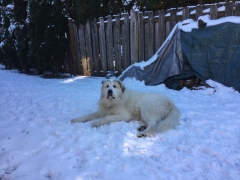 He-who-has-the-most-snow-wins-Tango-Graves