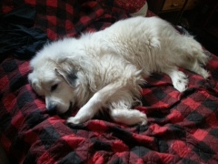 Its-time-for-a-nap-after-putting-on-a-show-in-the-snow-Thomas