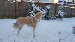 JJ-getting-snow-crazy