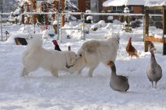 Snow-play-Molly-and-Summer-Anderson