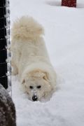 Snow-play-Summer-Anderson