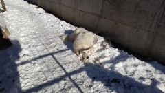 Thomas-says-it-doesnt-get-any-better-than-this