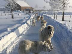 Want-to-go-for-a-walk