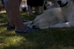 Canby Specialty Show 201728