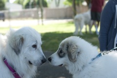 Canby Specialty Show 201748