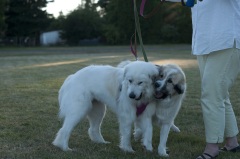 Canby Specialty Show 201751