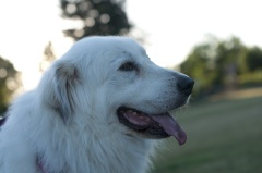 Canby Specialty Show 201758