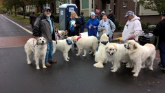 WP_20171111_10_38_49_Pro