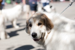 2018 Pyr Walk1