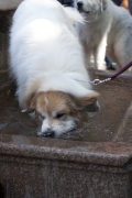 2018 Pyr Walk10