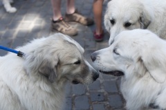 2018 Pyr Walk12