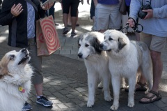 2018 Pyr Walk13