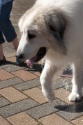 2018 Pyr Walk8