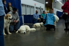 2018 Rose City Classic Meet the Breed19