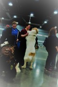 2018 Rose City Classic Meet the Breed2