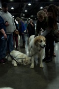 2018 Rose City Classic Meet the Breed22